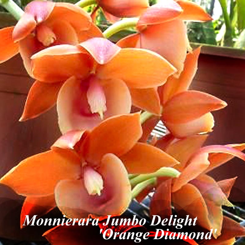 Monnierara Jumbo Delight 'Orange Diamond'